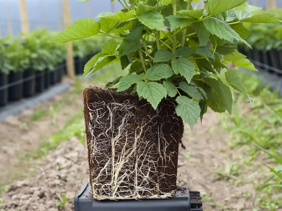 Best Way to Water Plants Kellogg Garden Organics™