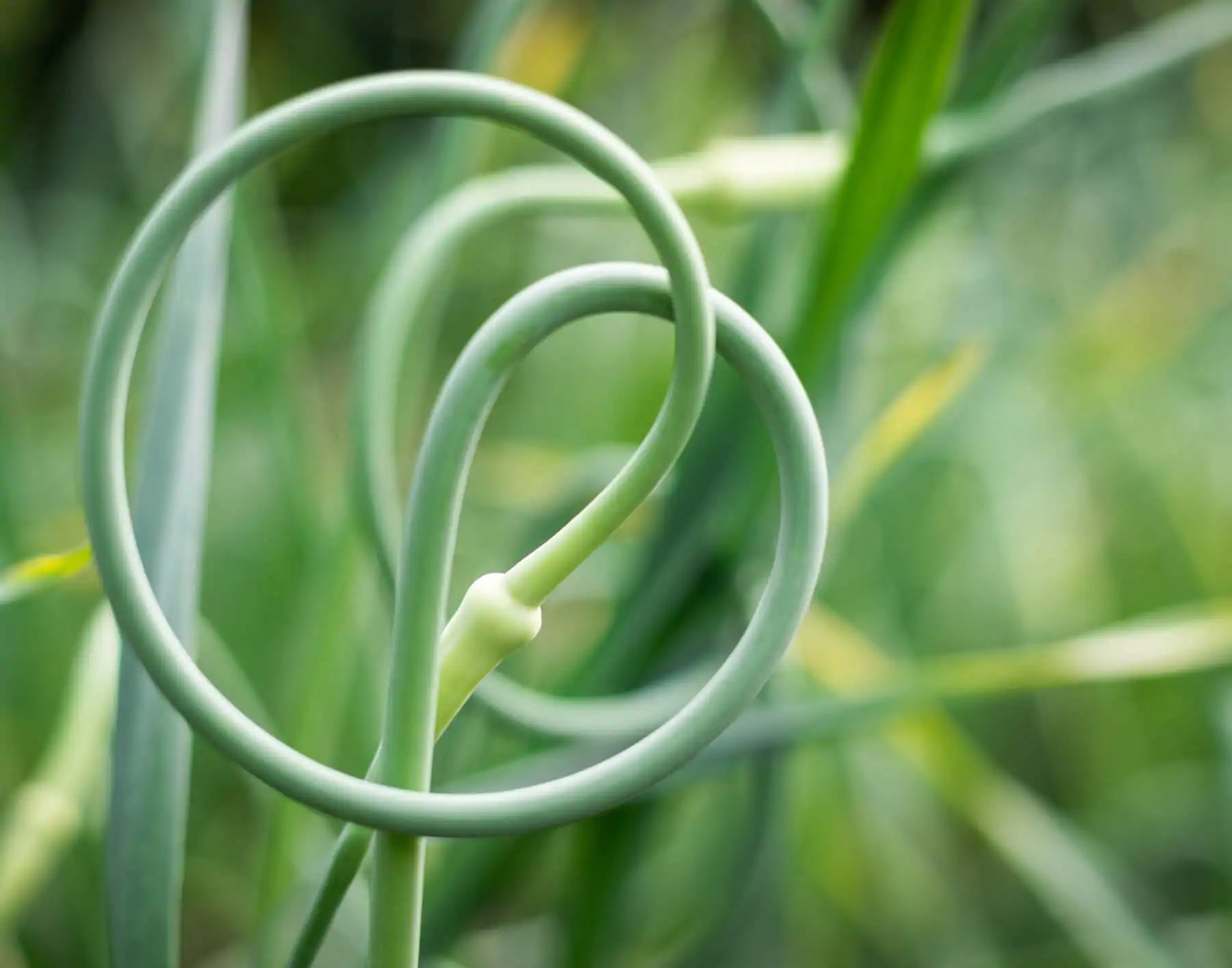 HOW TO GROW AND PRESERVE GARLIC Kellogg Garden Products