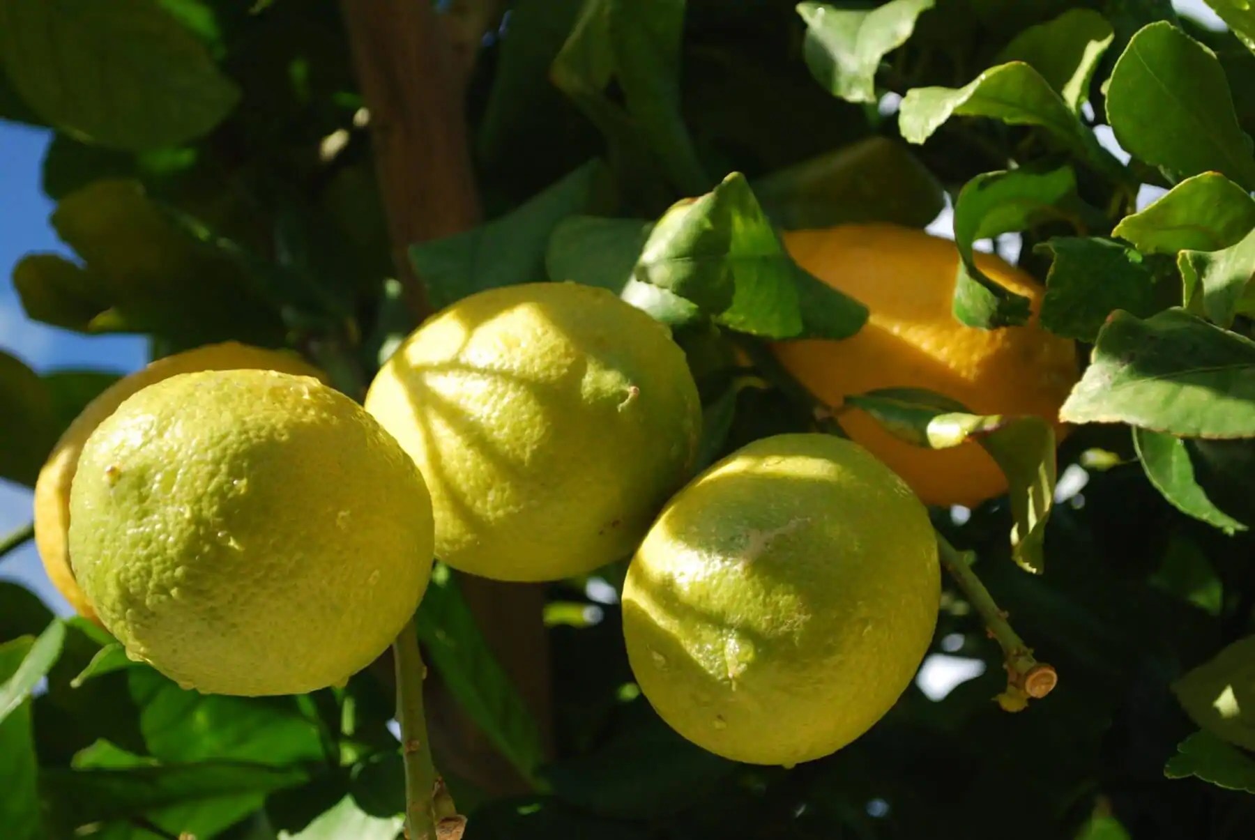 growlemons Kellogg Garden Organics™