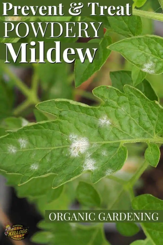 Get Rid of Powdery Mildew on Plants Kellogg Garden Organics™