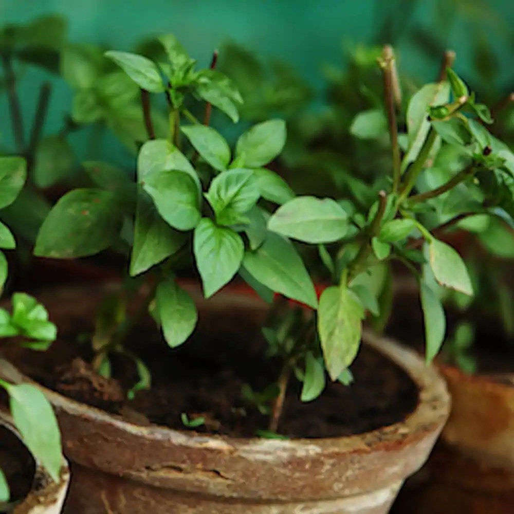 10 Basil Varieties to Grow in Your Garden