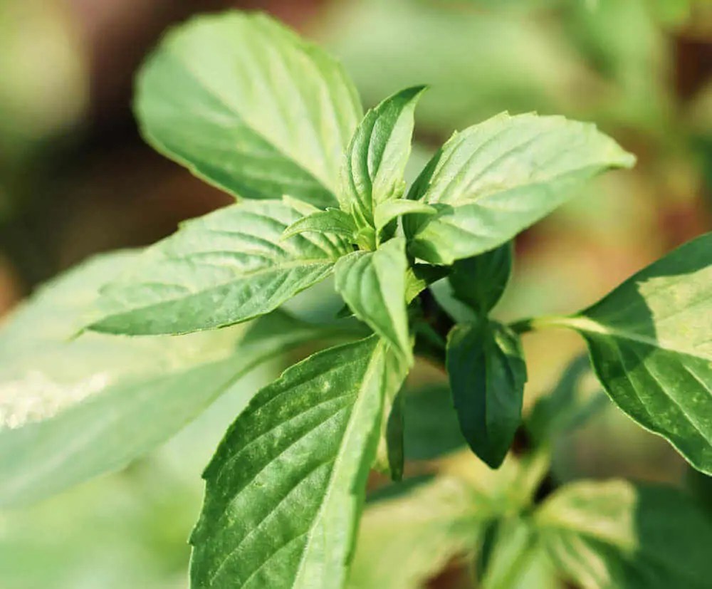 10 Basil Varieties to Grow in Your Garden Kellogg Garden Organics™