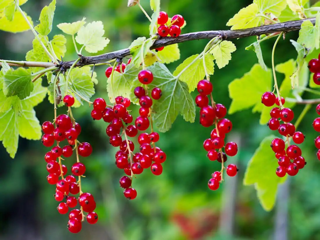 Most Popular Thornless Berries For the Home Gardener