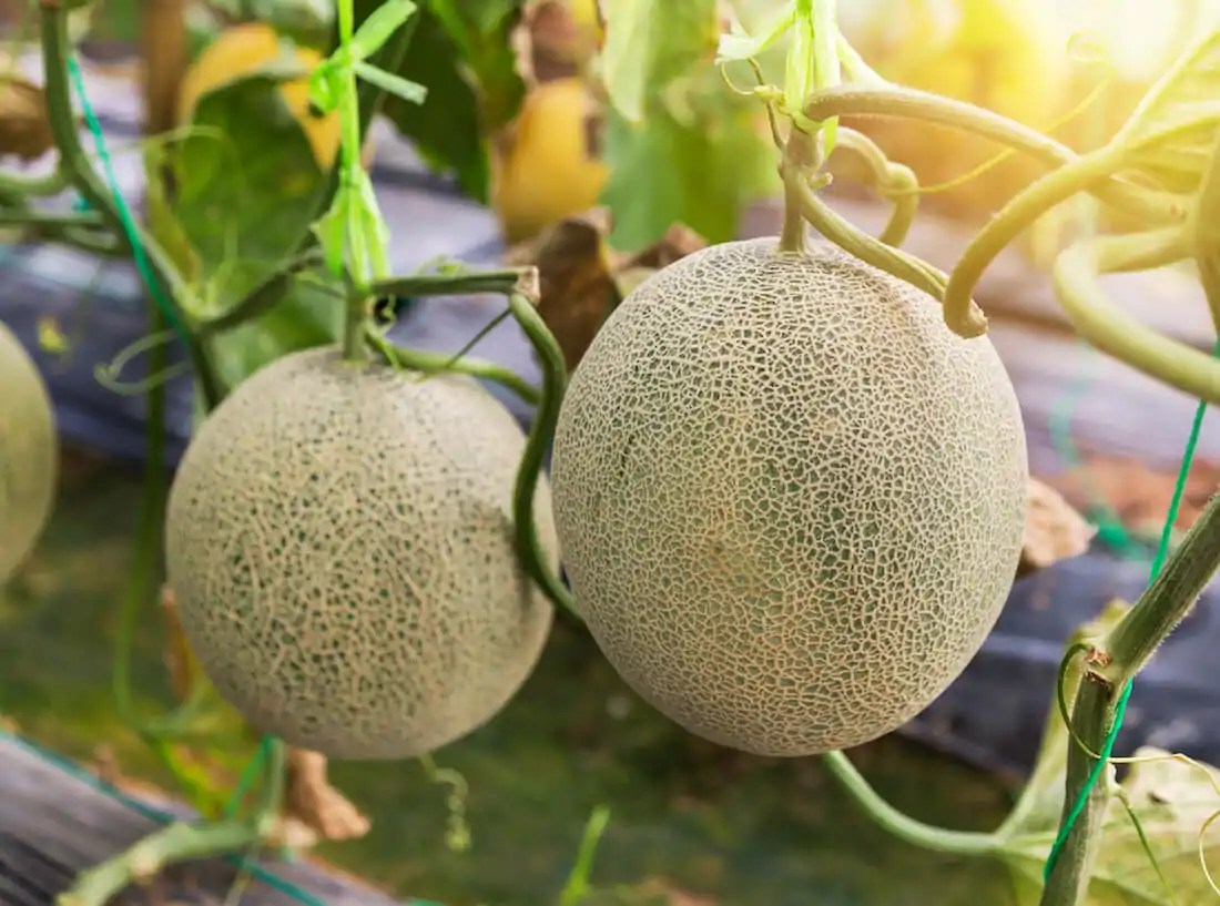 Tips for Growing Successful Melons Kellogg Garden Organics™