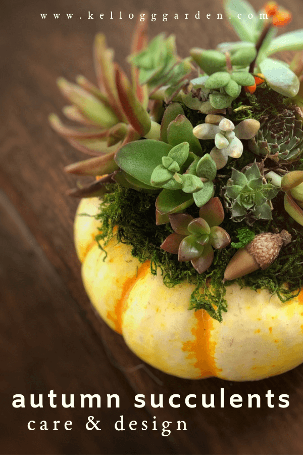 Falling For Succulents Fall Succulent Care & Design Ideas