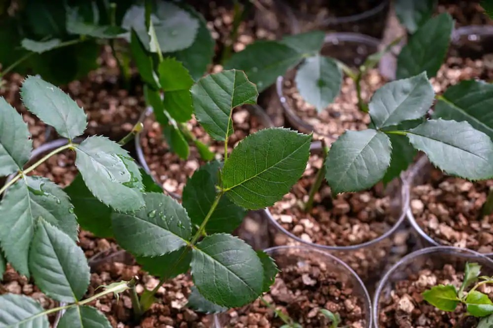 What is Vermiculite Gardening? Kellogg Garden Organics™