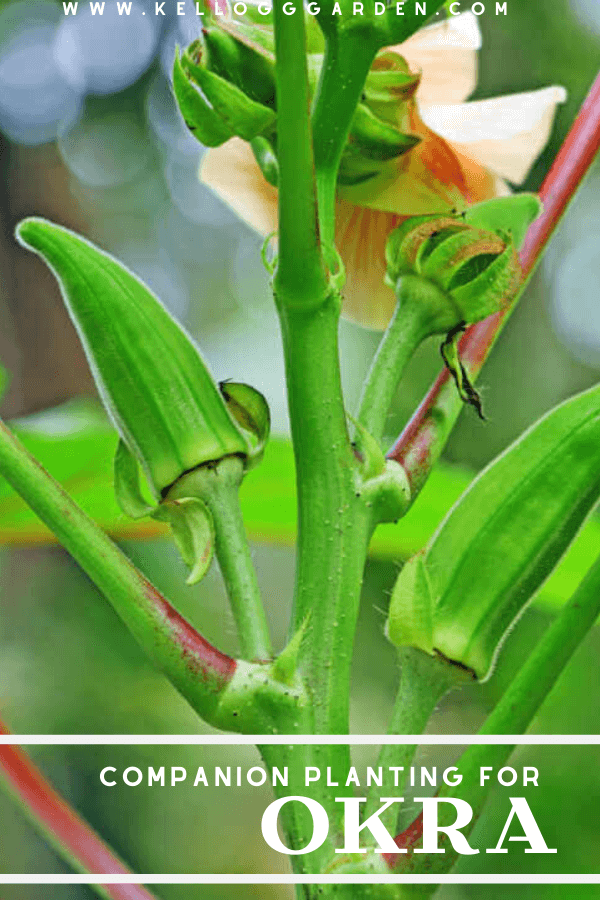Okra Companion Plants Kellogg Garden Organics™