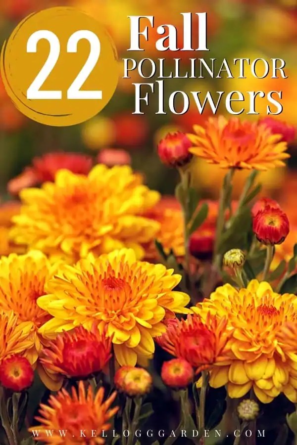 fall pollinator flowers Kellogg Garden Organics™