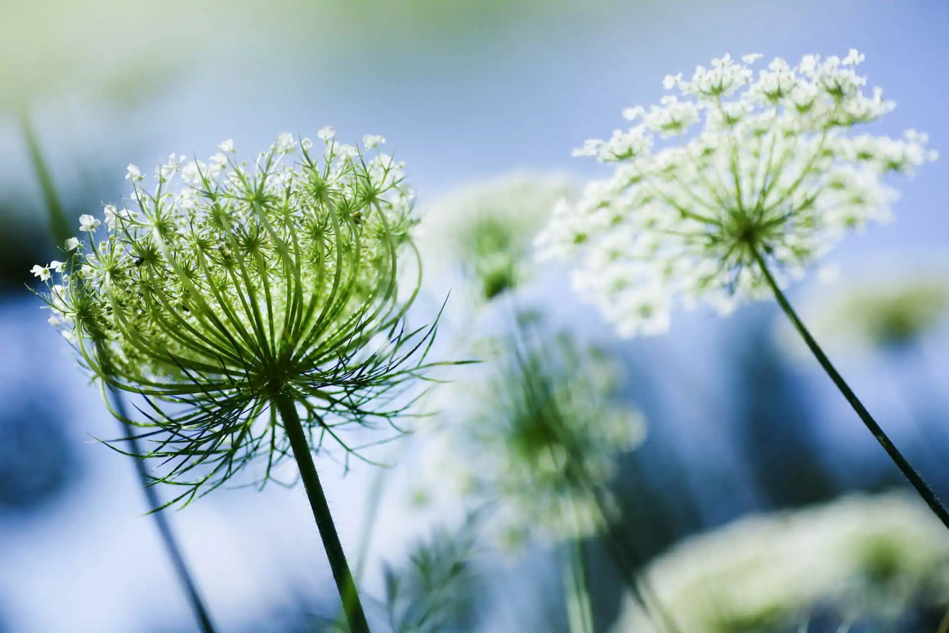 Growing Queen Anne’s Lace Kellogg Garden Organics™