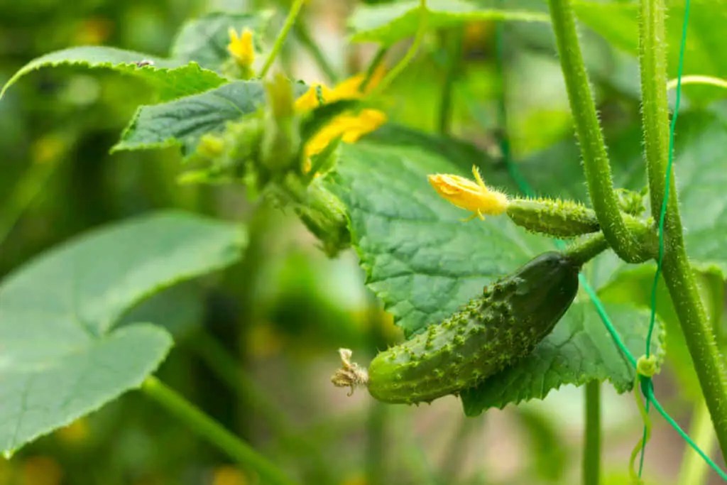 Growing Cucumbers In Pots & Containers Kellogg Garden Organics™