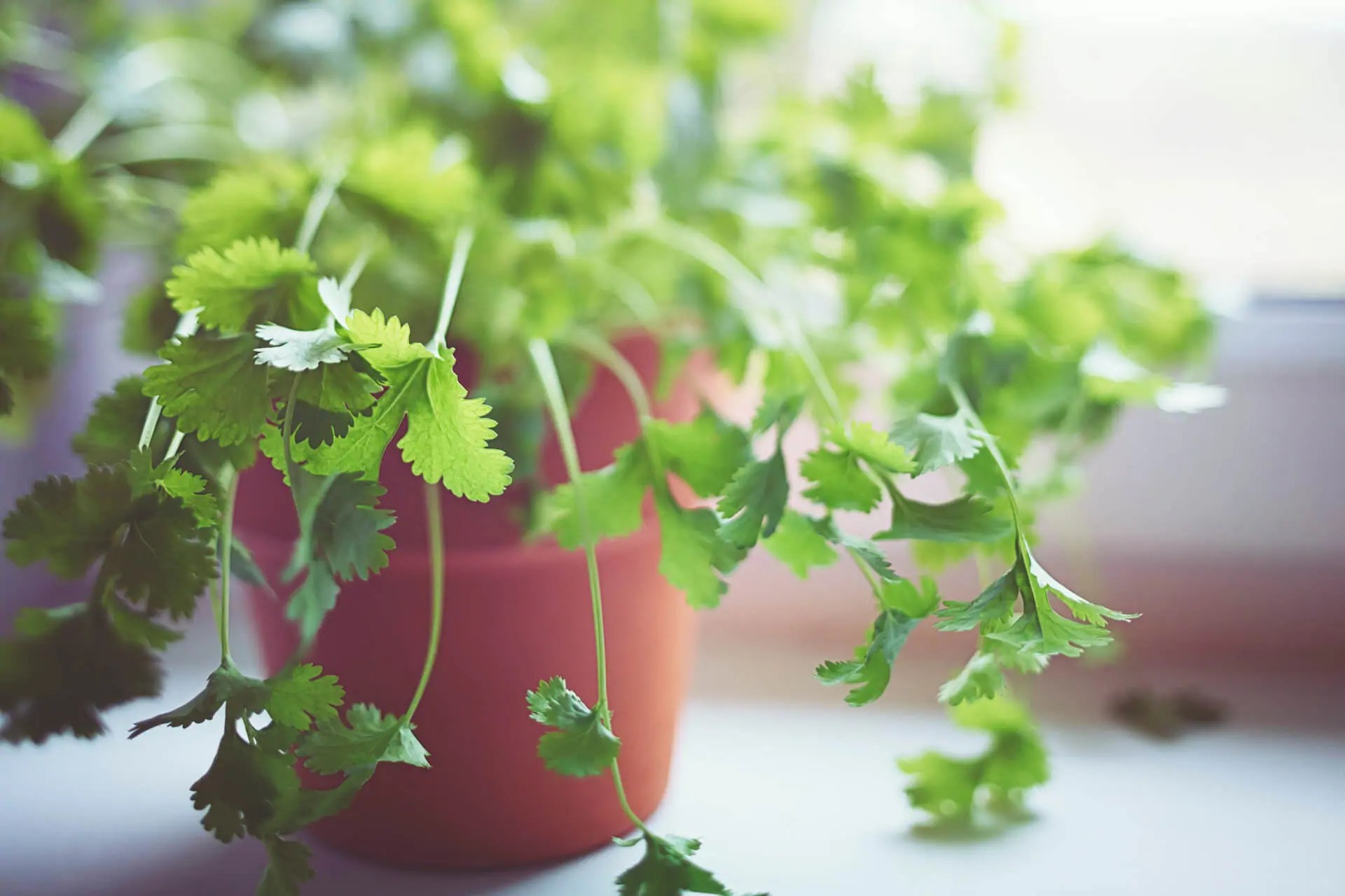 Growing Cilantro Planting & Care Tips Kellogg Garden Organics™