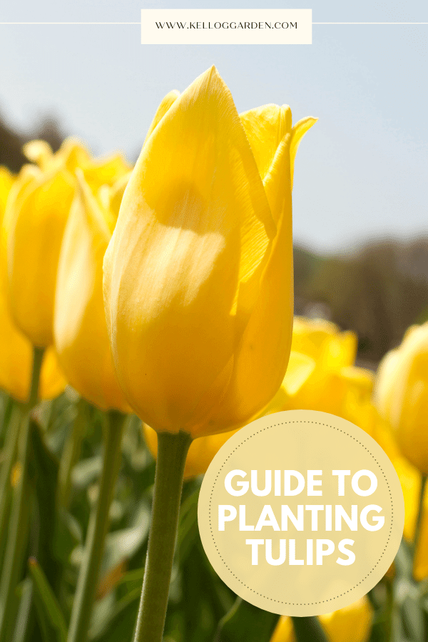 Guide to Planting Tulips Kellogg Garden Organics™