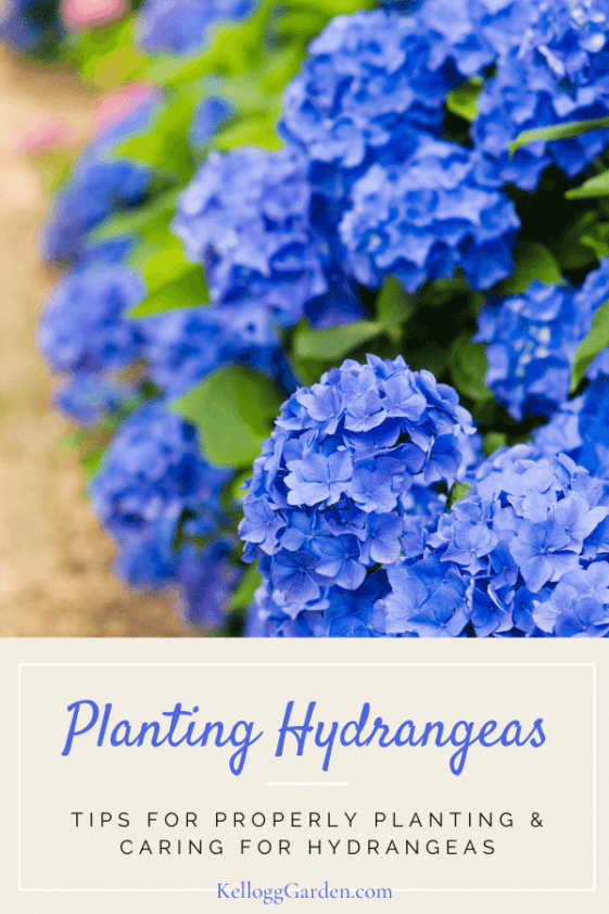 How to Plant Hydrangeas Kellogg Garden Organics™