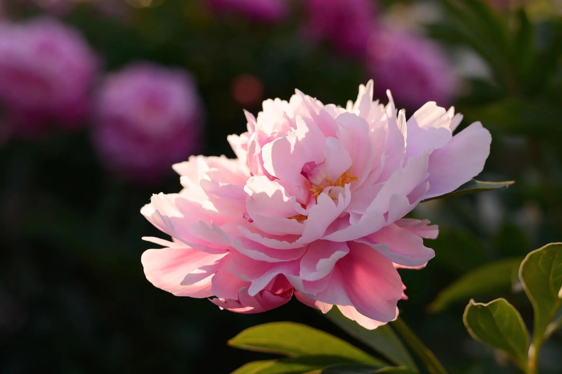When To Transplant Peonies Kellogg Garden Organics™
