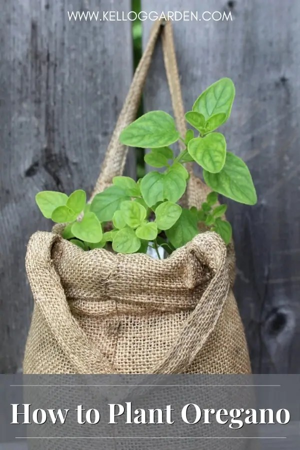 How to Plant Oregano Kellogg Garden Organics™