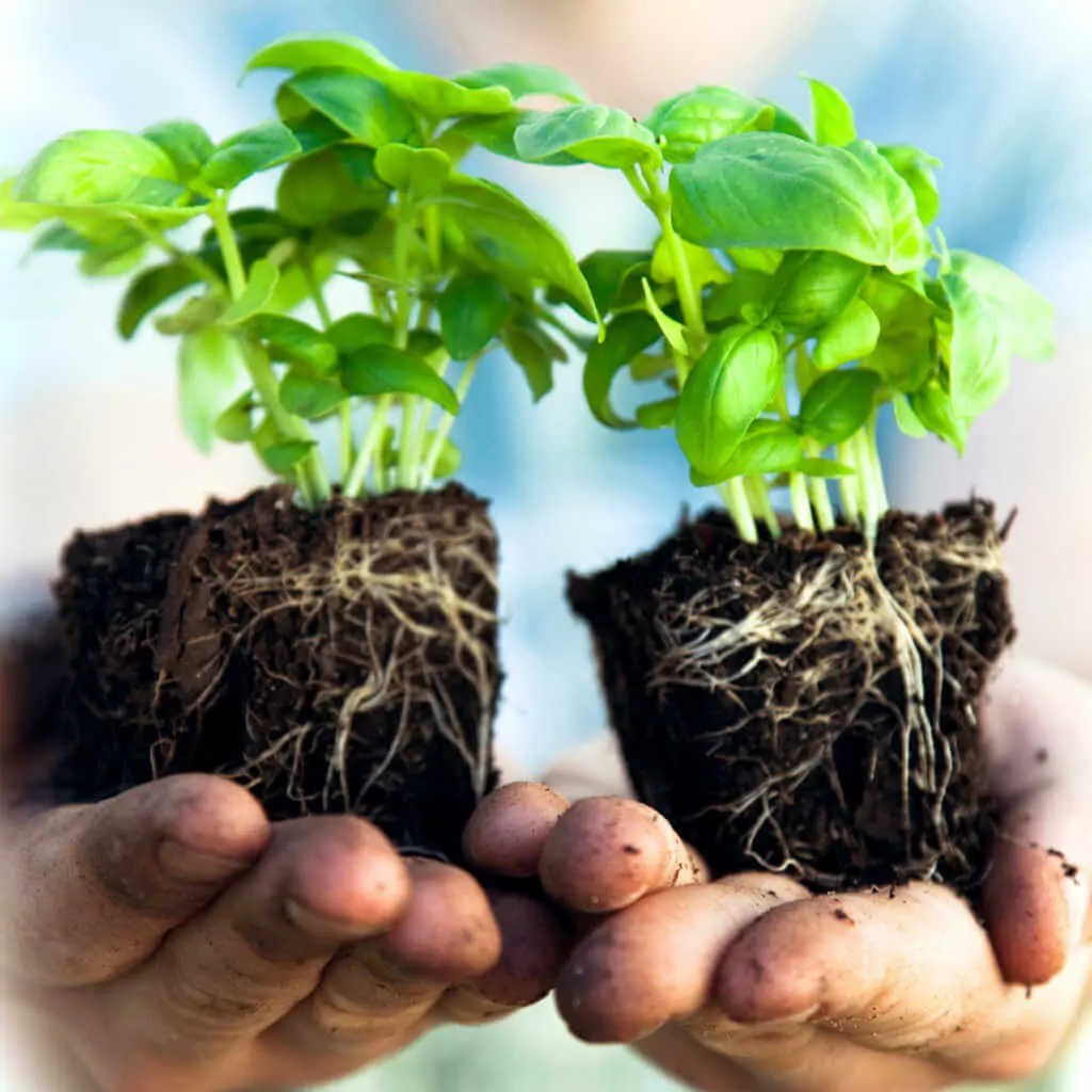 Growing Basil Planting & Care Tips Kellogg Garden Organics™