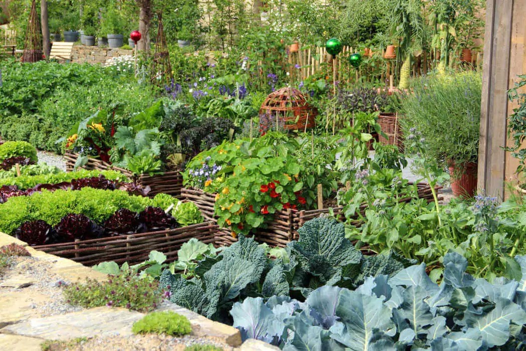 Guide to Celery Companion Plants Kellogg Garden Organics™