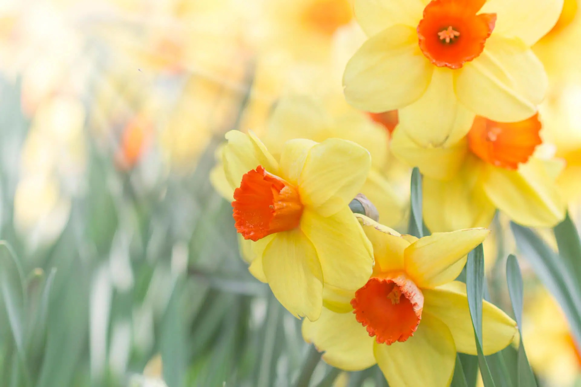 How To Plant & Grow Daffodils Kellogg Garden Organics™