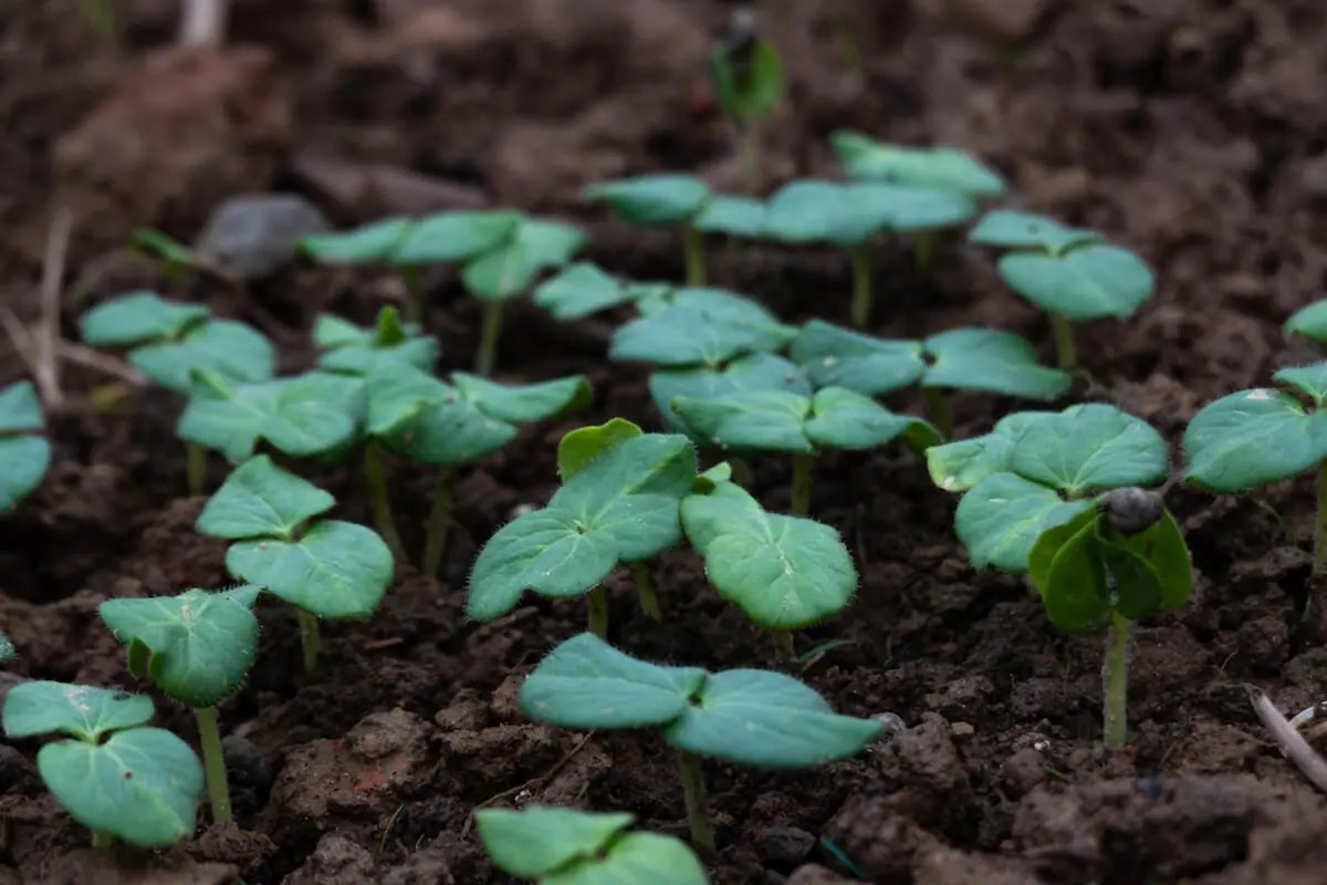 Baby Okra Plant