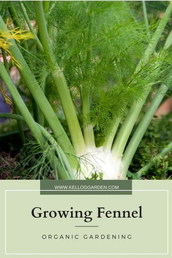 Growing Fennel Kellogg Garden Organics™