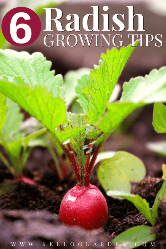 Growing Radishes & How Long It Takes Kellogg Garden Organics™
