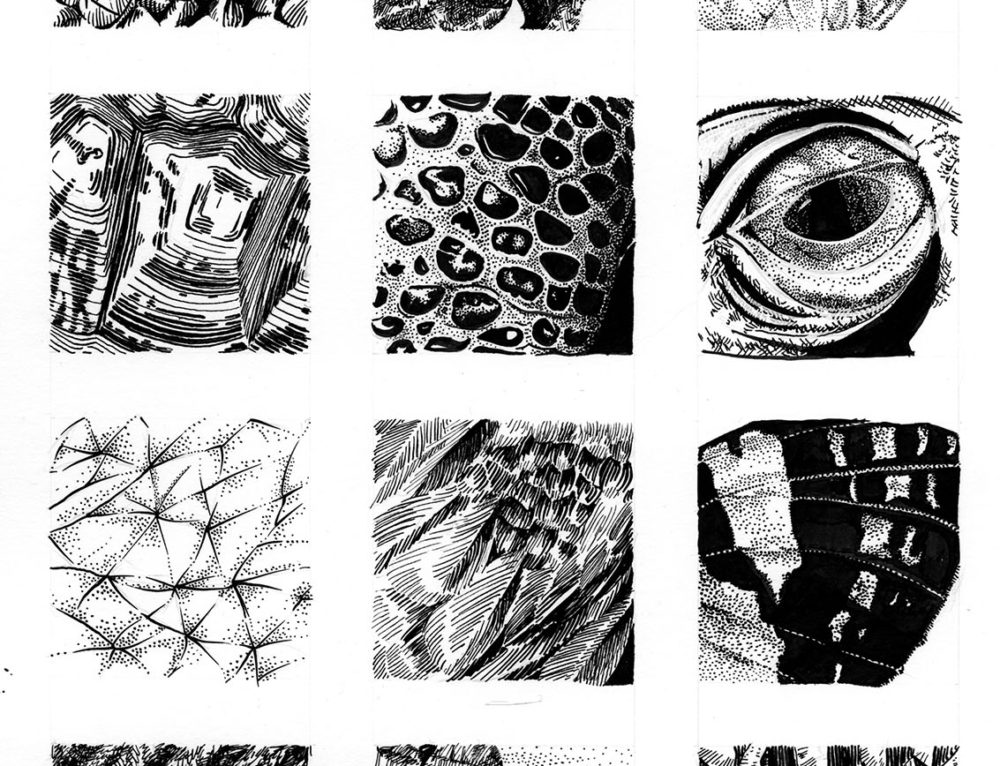 Crab Claw in Pen and Ink Kelly Finan