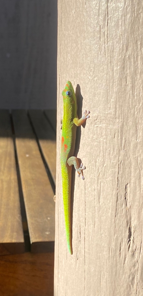 Kelly McCullough Author