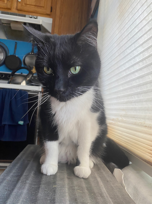 Kelly McCullough Author