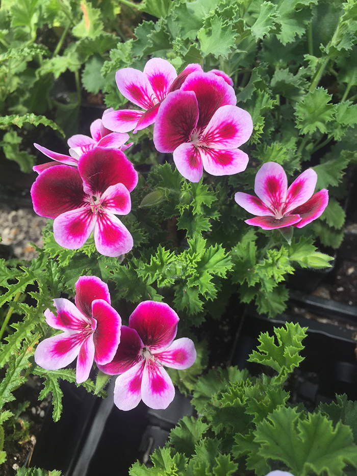 Propagating scented geraniums How to grow pelargoniums