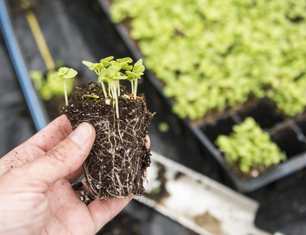 Pinching Plants, A Beginner's Guide to more stems and flowers