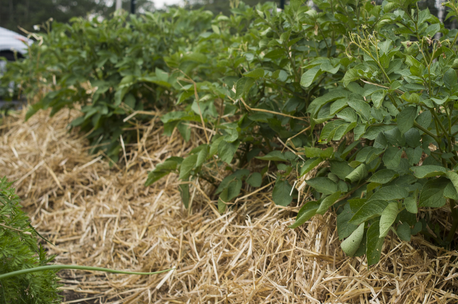 Why Mulch is Important in the Garden, and which is my favorite mulch