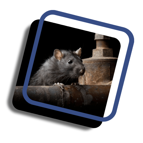 New Service Request New Customer Kelly Pest Control