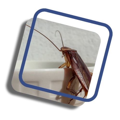 New Service Request New Customer Kelly Pest Control