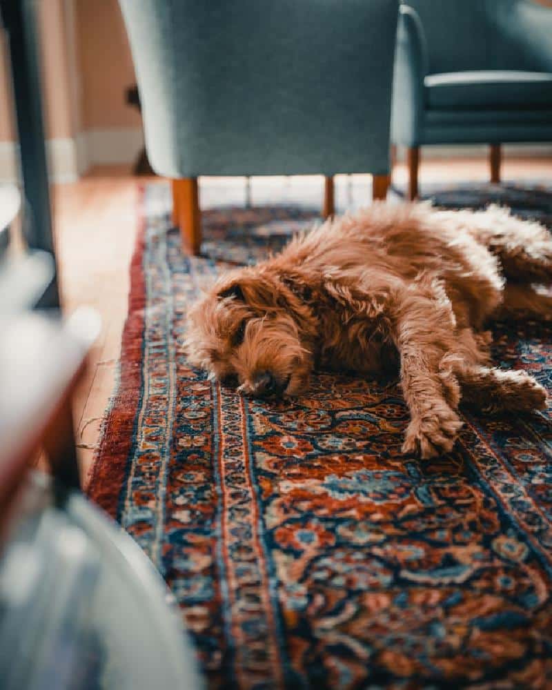 Tips For PetFriendly Rug Decorating