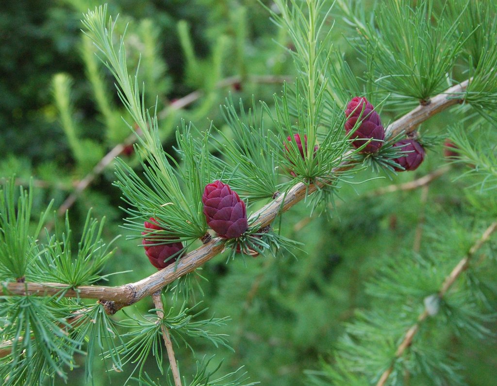 Tamarack Kelly Tree Farm