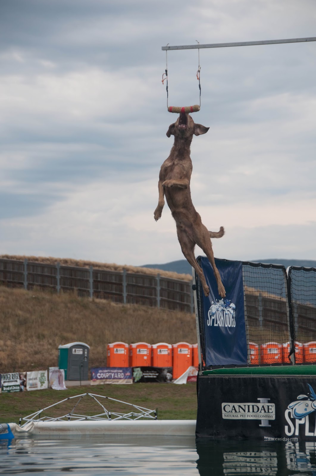 Navy, Lace and Sheep Dogs Kelsey Bang