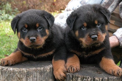 Fakta Dan Informasi Lengkap Tentang Anjing Rottweiler – Kembang Pete