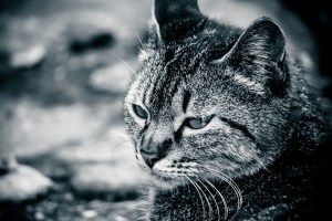 京大卒の後悔 受験 試験の勉強は過去問から始めるべき理由と心構え エンジニア的うるおいライフ