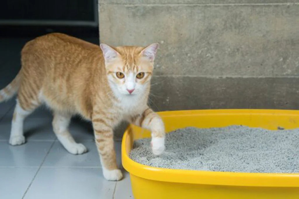 Crea el arenero ideal para tu gatito en 5 pasos Revista KENA México