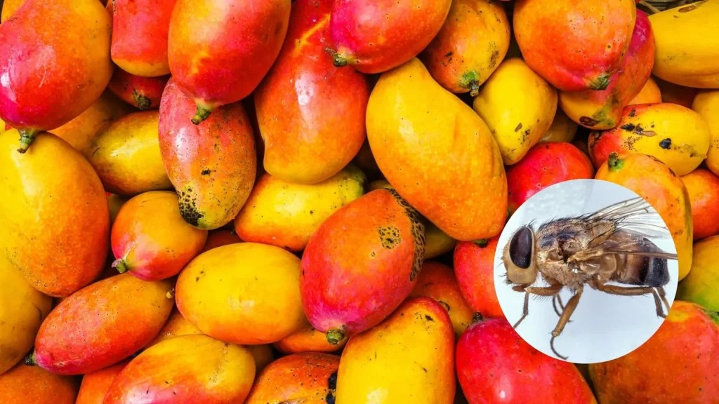 Combatting Mango Fruit Fly Infestation Effective Strategies for Farmers in Kenya KENAFF