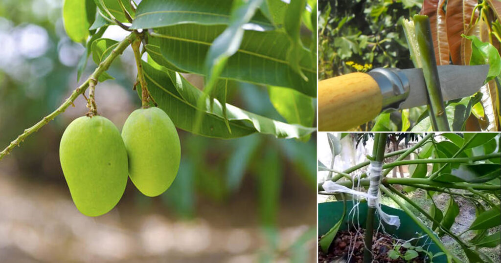 Mango Orchard A Guide to Successful Cultivation KENAFF