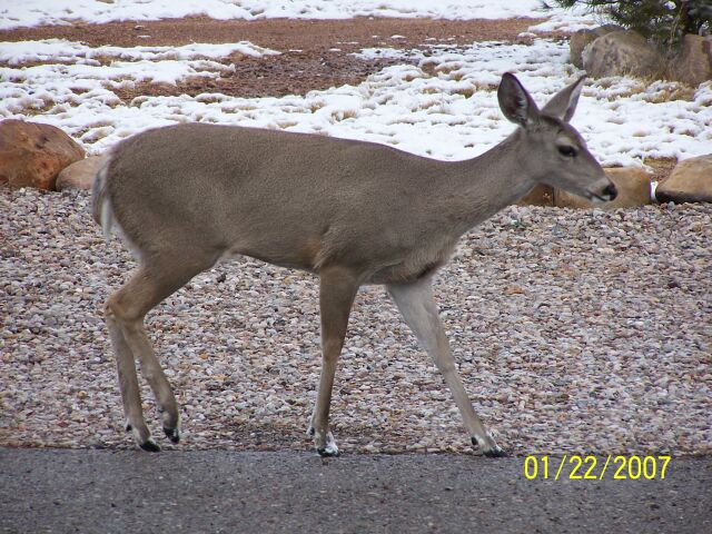 Coues Deer