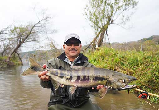 三面川 鮭釣り 2018年11月
