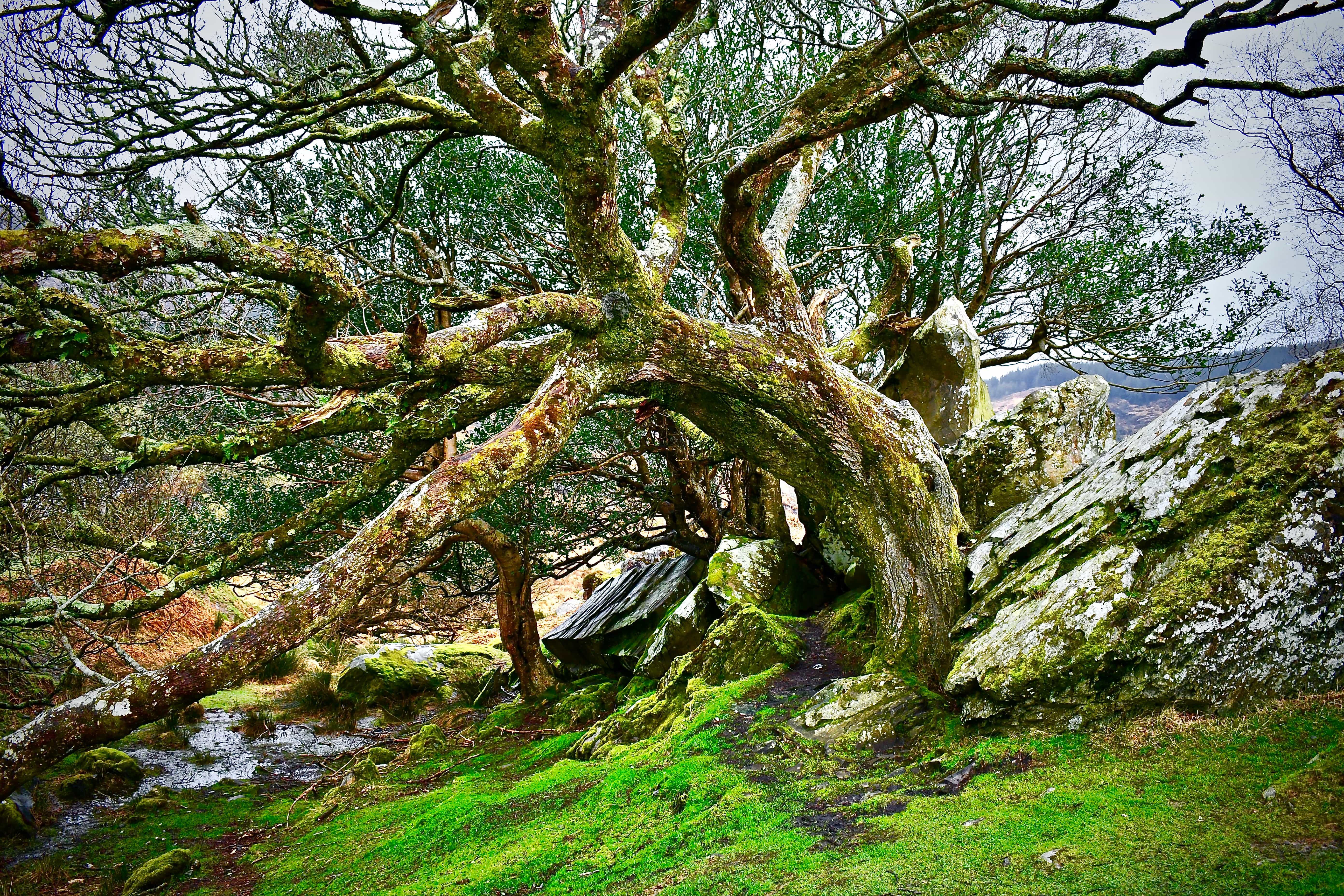 Moss Covered Tree at Lookout on Ring of Kerry
Photo by KendellKreations