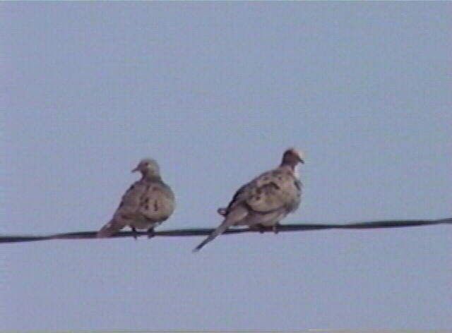 Mourning Dove