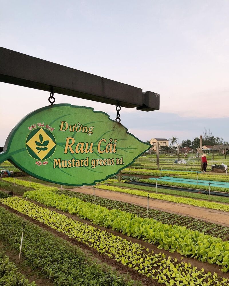 Làng rau Trà Quế Hội An - Nơi bình yên giữa phố xá nhộn nhịp