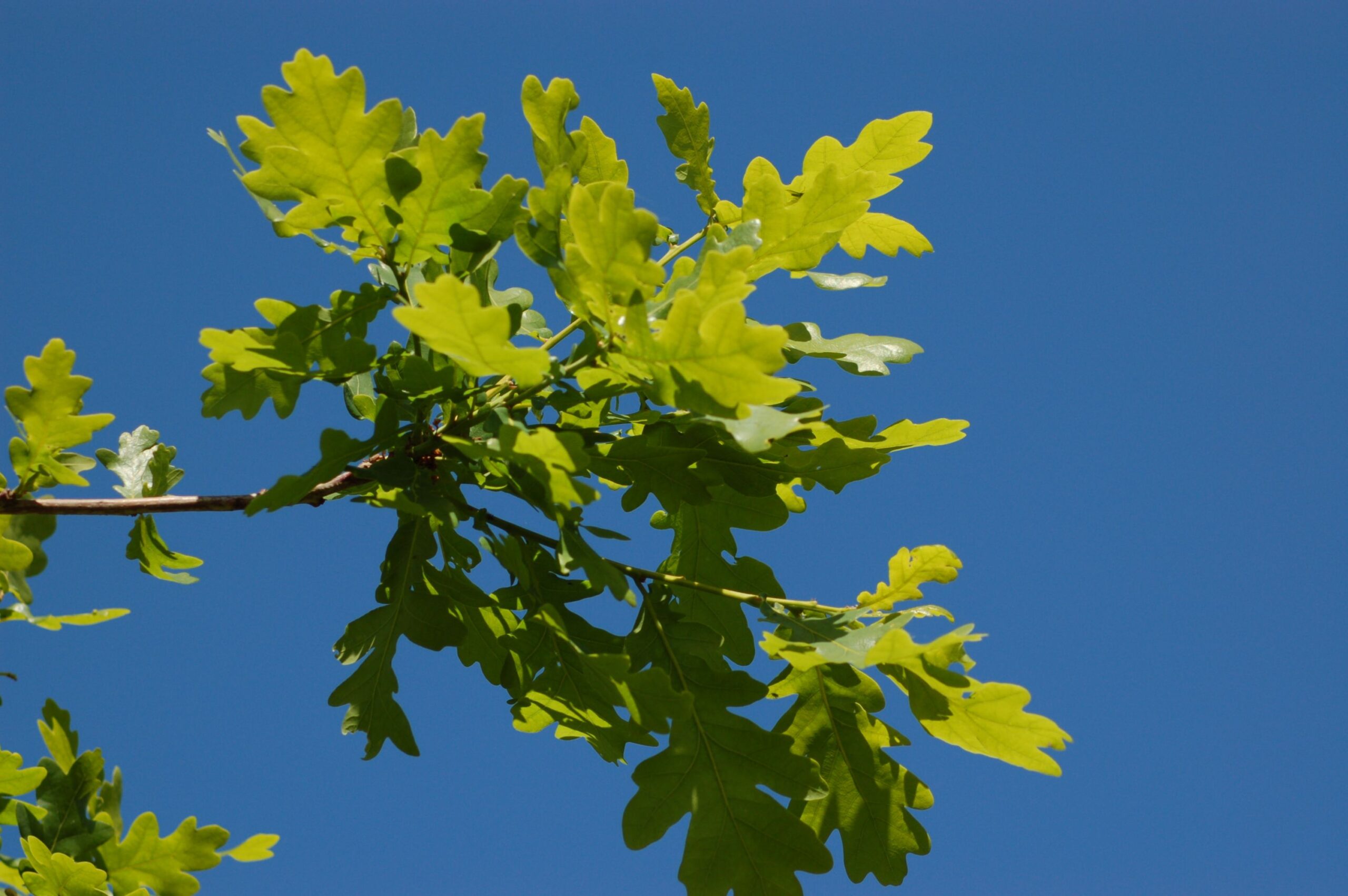 The Queen's Green Canopy Oak Kenilworth Town Council