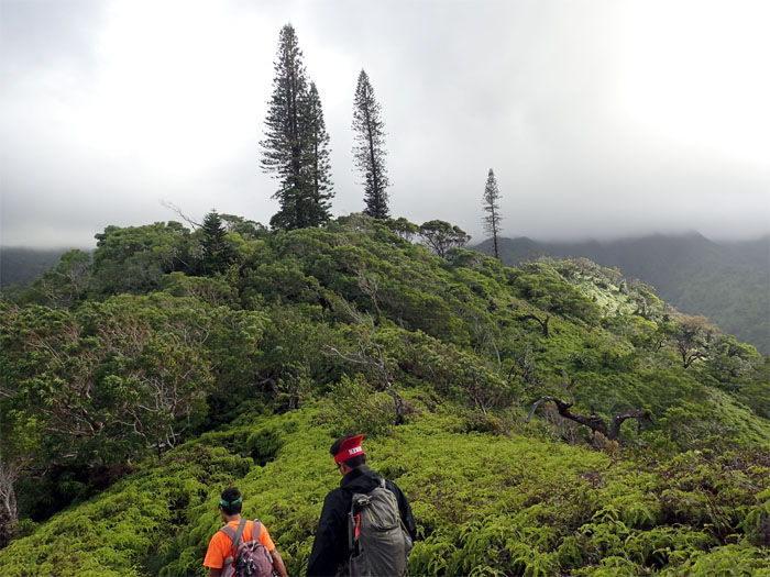 Hiking Lanipo (Mau’umae Ridge) to Waialae Nui Ridge — kenjiSAITO