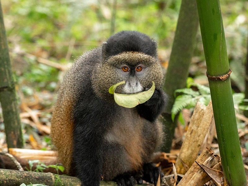 Cost of a permit for tracking golden monkeys I Kenlink Tours