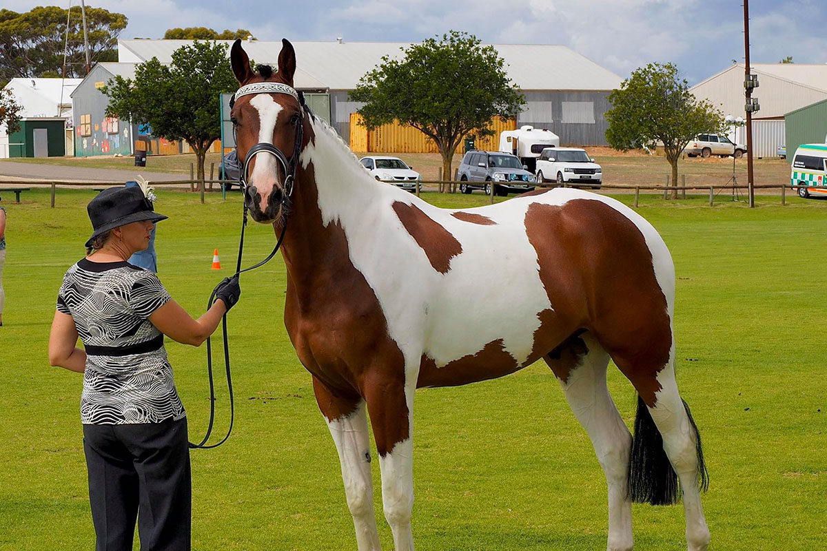 Kenlock Park Stud Coloured Warmbloods